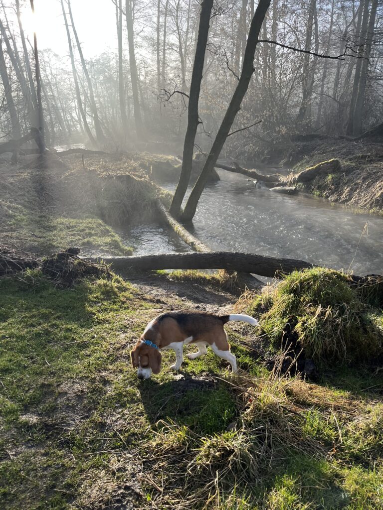 Zdjęcie przedstawia rzekę, lekką mgłę i psa który wącha ziemie