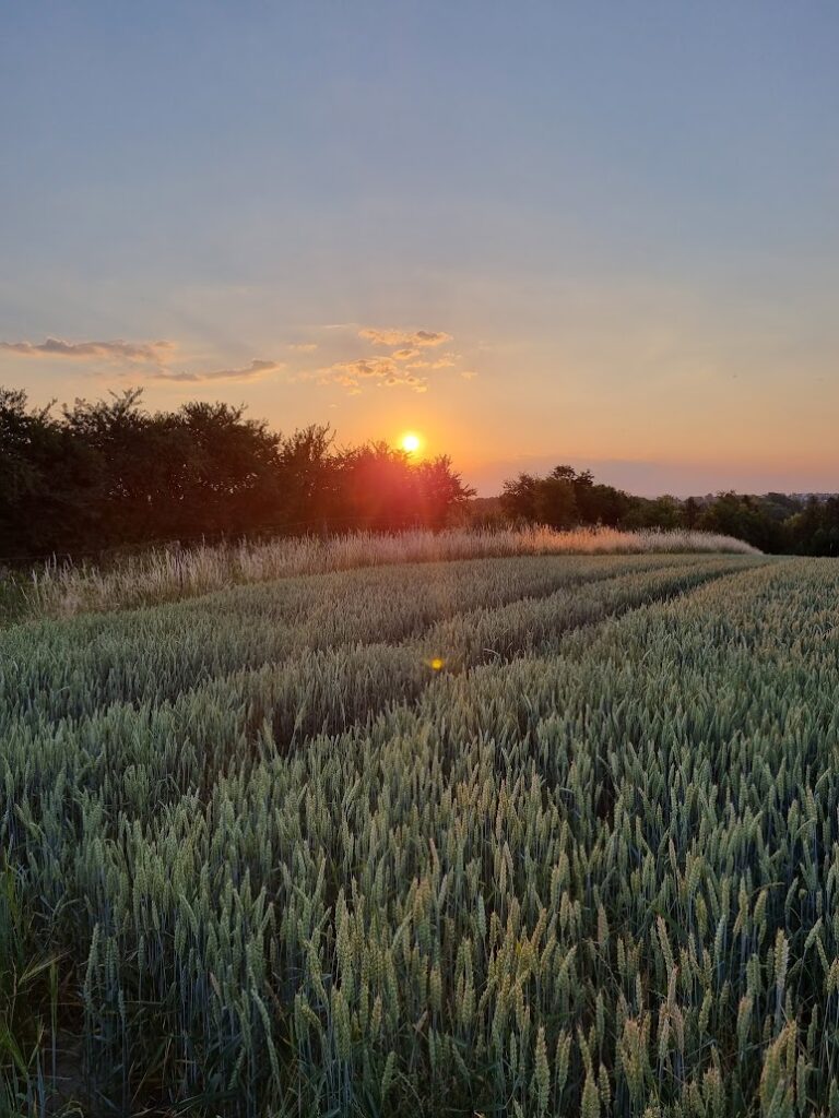 Zdjęcie przedstawia pole zboża