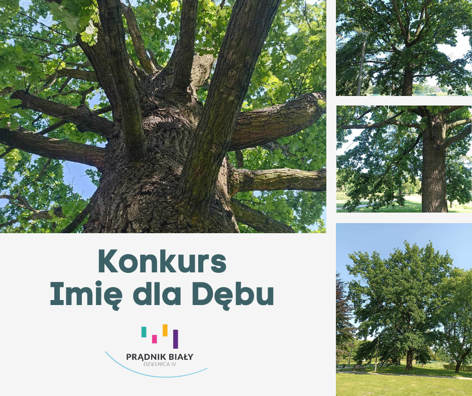 Grafika prezentująca nowy pomnik przyrody w dzielnicy IV