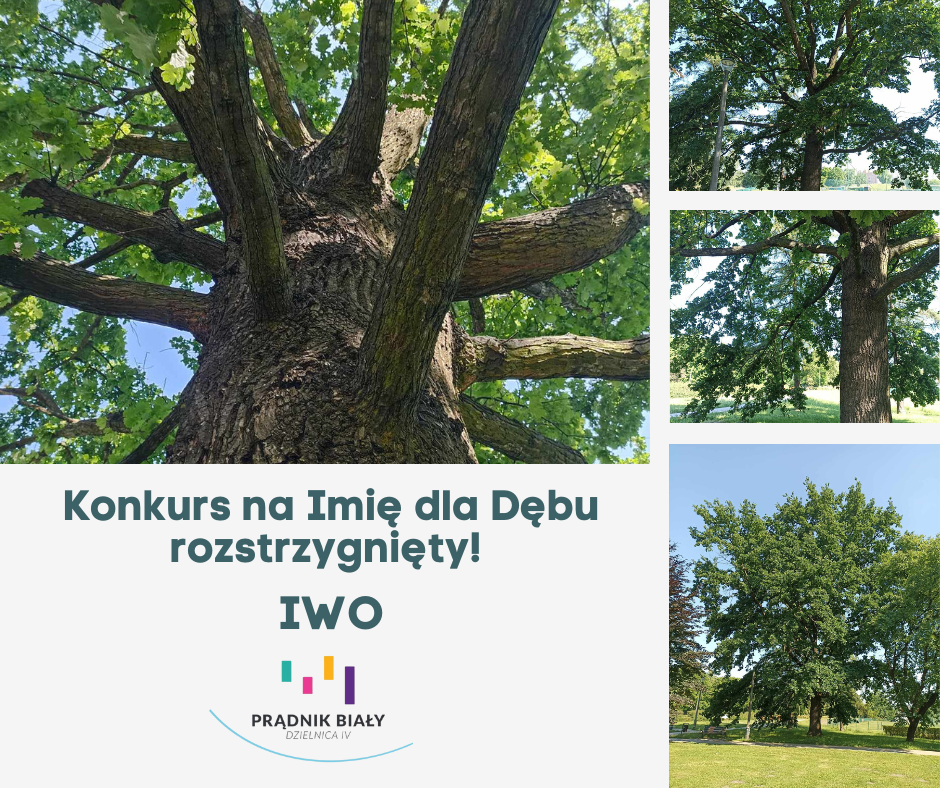 Grafika informująca o rozstrzygnięciu konkursu Imię Dębu